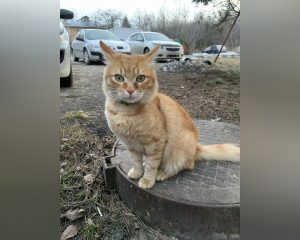 A pet cat travels around Nizhny Novgorod on public transport