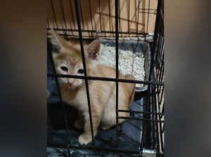 Nizhny Novgorod volunteers rescued a kitten that was thrown from a balcony