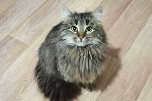 30 cats living in the apartment of a seriously ill Nizhny Novgorod woman have found new owners