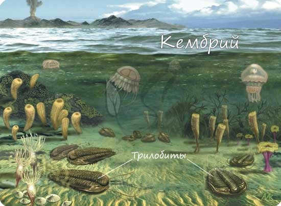 Cambrian