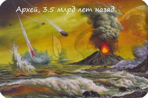 Archaea
