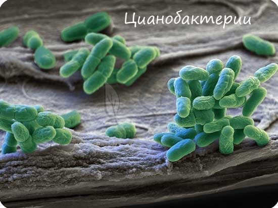 Cyanobacteria