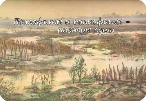 Psiolophytes and rhyniophytes