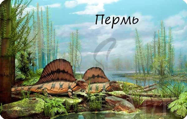 Perm