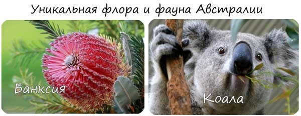Australia's unique flora and fauna