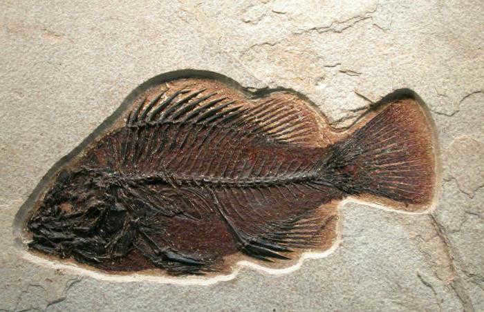 developmental eras