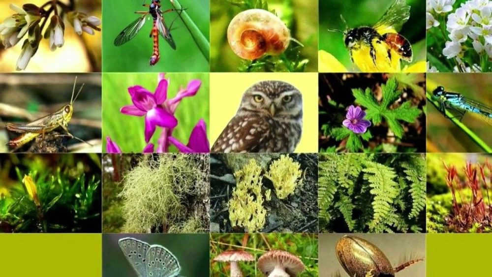 Diversity of life