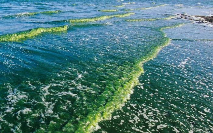 Devonian extinction