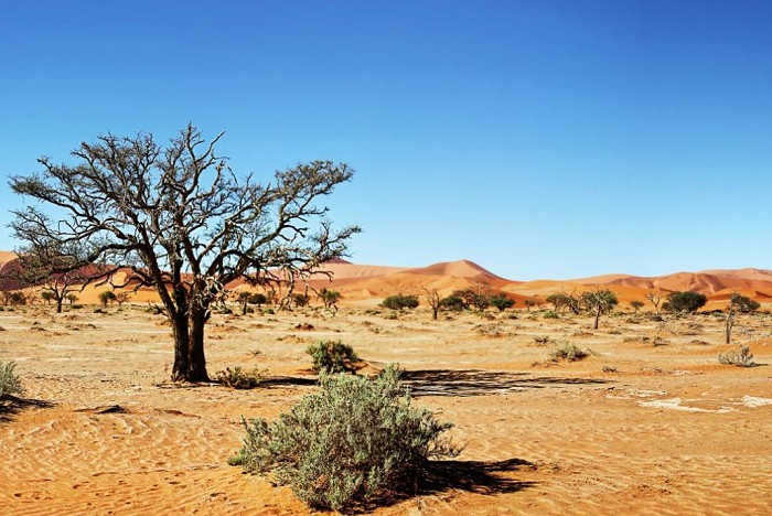 Dry savannah