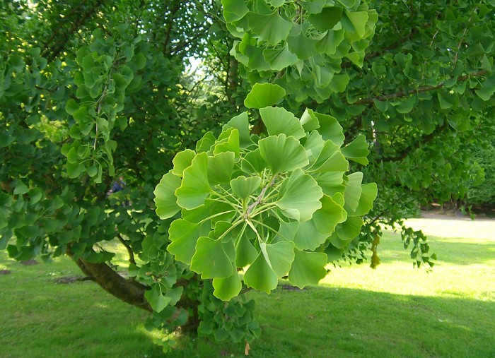 ginkgo tree
