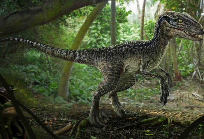 Velociraptors