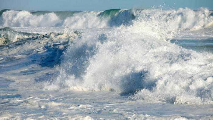 marine life mass extinction