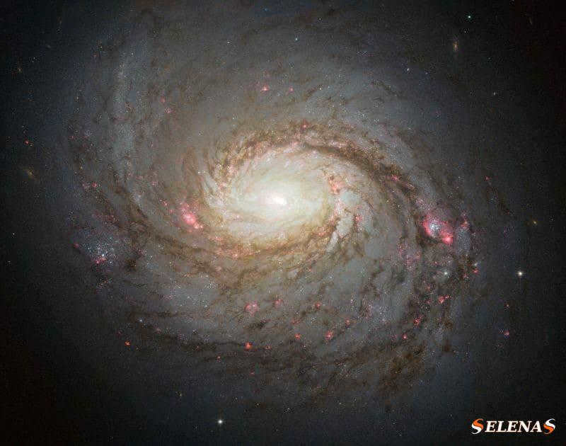 A face-on spiral galaxy with a bright yellowish center and pink spots along the arms.