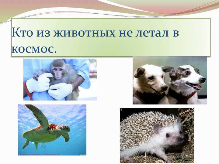 Which of the animals has not flown into space. 