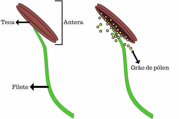 What is androche?