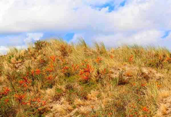 Lithosphere