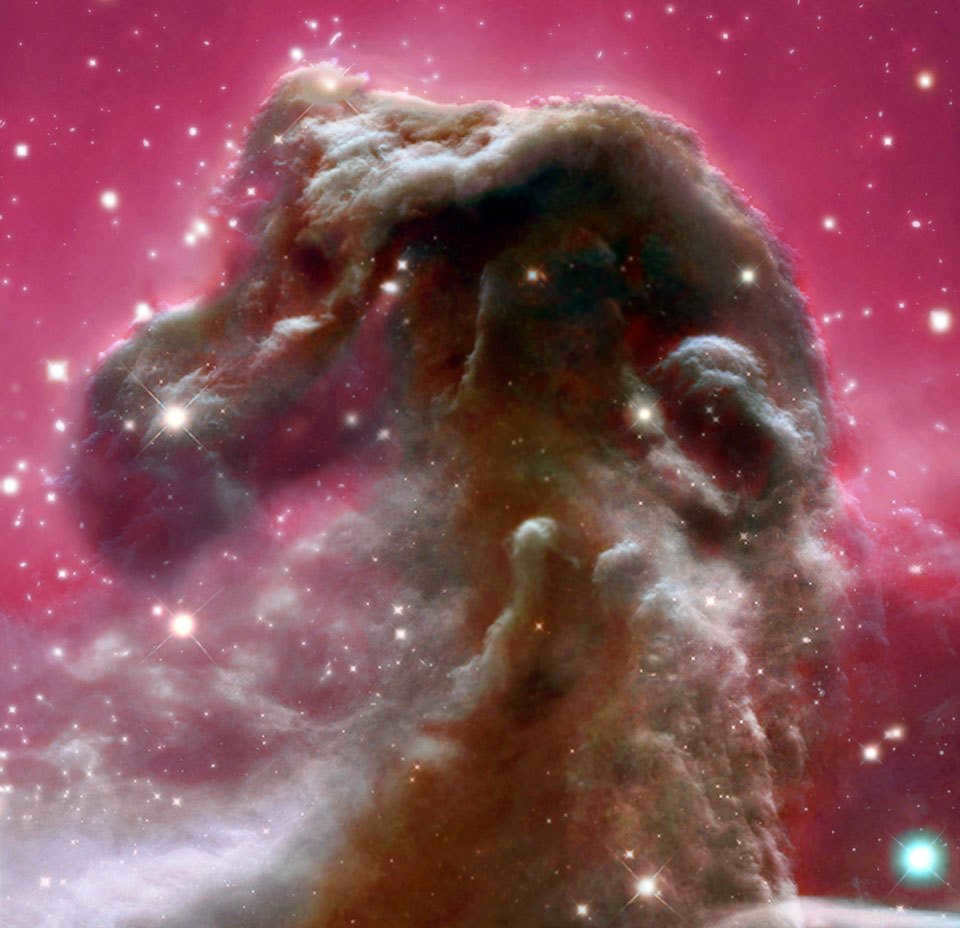 Young stars in the Horsehead
