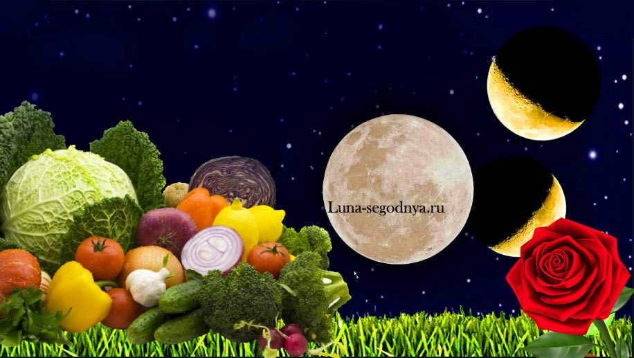 Garden and vegetable garden