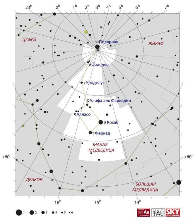Polar Bear is the constellation with the most famous Polaris.