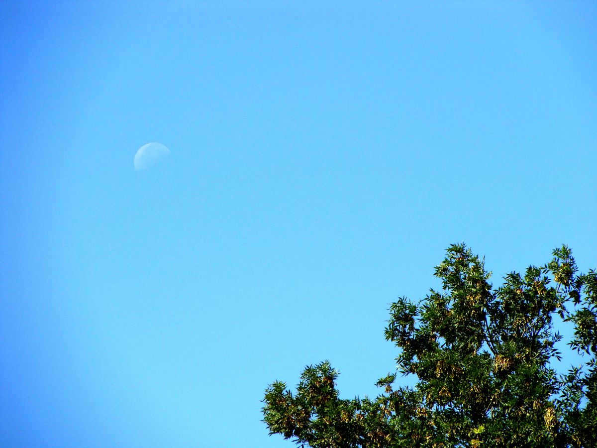 Moon in the daytime sky