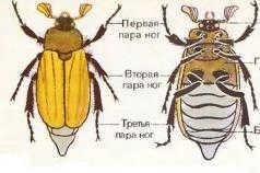 How do insects move. Class Insects. General characteristics and their diversity. The role of insects in ecosystems and their importance for humans. Brief overview of the class