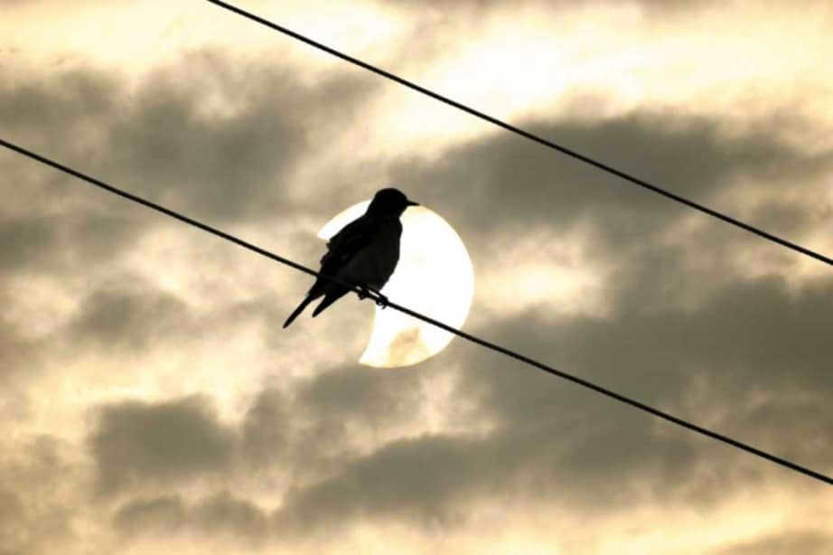 Photographs of the solar eclipse taken by amateur astronomers: