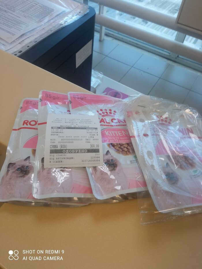 Continued from the post "We have a new kitty. Someone left it on the street, where it got sick. Yesterday was an emergency transfusion" Animal Rescue, Help animals, Dacha, Cat, Kolpino, Video, Silent, Vertical Video, Longpost, Reply to post