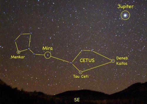 whale constellation