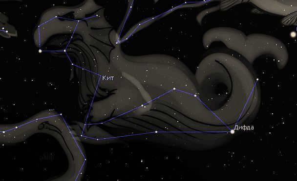 Constellation Whale