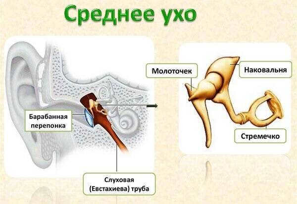 The middle ear is in the details.