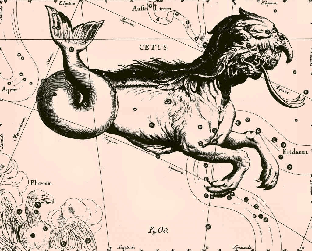Constellation Whale