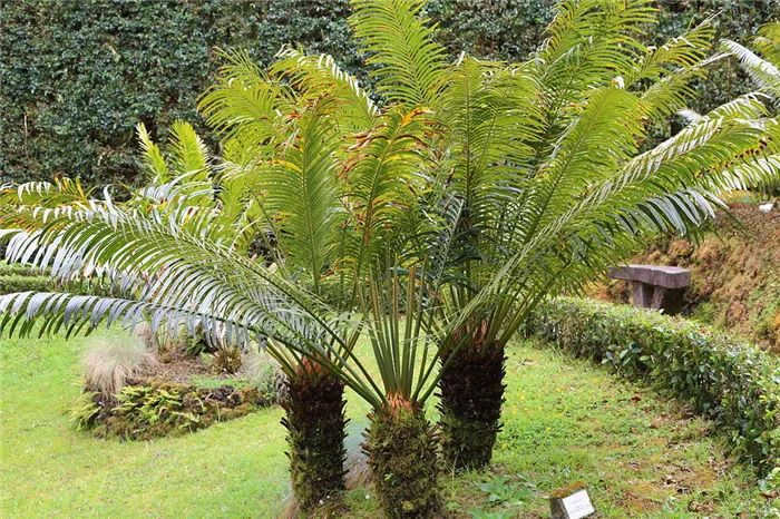 cycads
