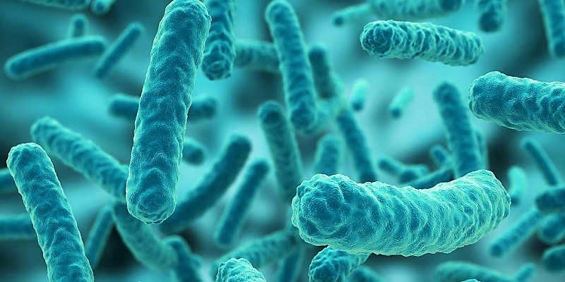 Bacteria