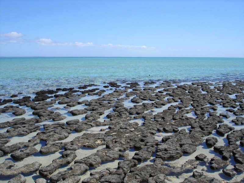 Stromatolites