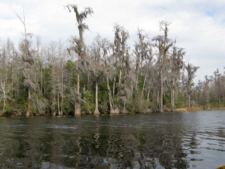 Swamps