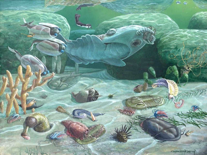 The Cambrian explosion