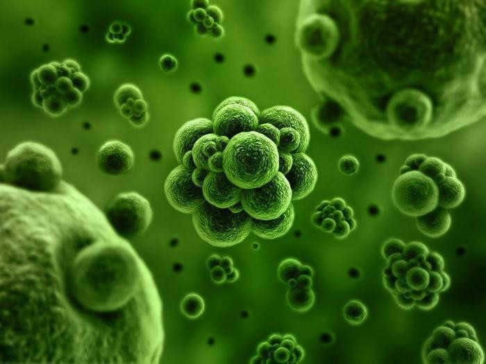 Bacteria