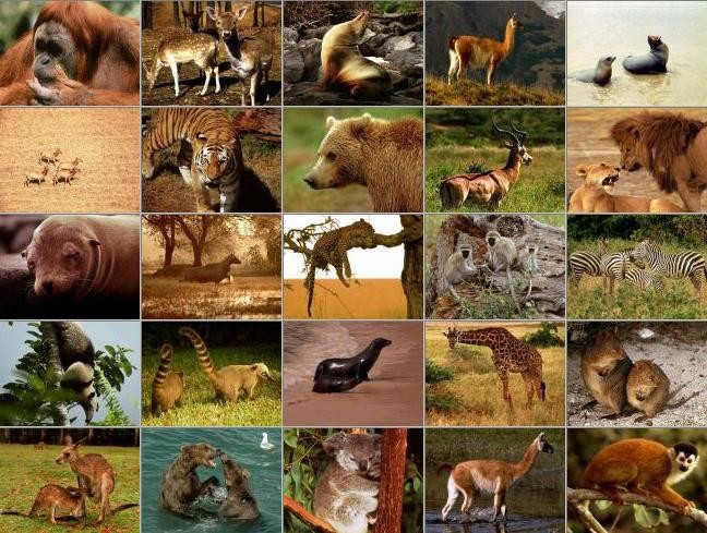 Mammals