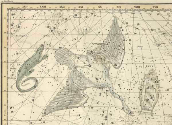 A drawing of the Swan from an ancient star atlas.