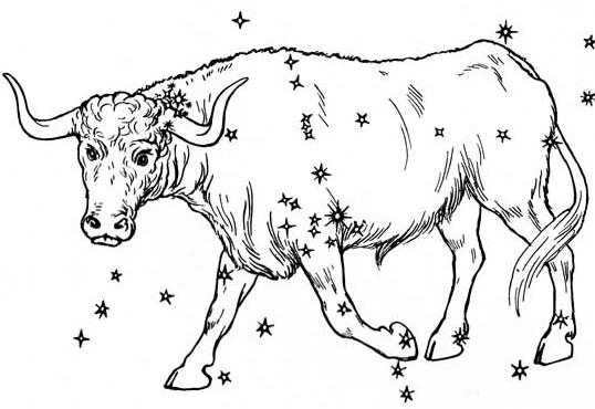 starry sky constellation orion