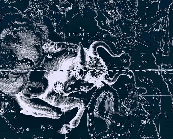 Constellation Taurus, drawing by Jan Hevelius from his atlas of constellations.