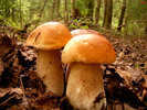 View all photos from the Taiga series