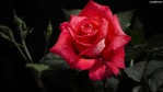 View all photos from the Flowers series