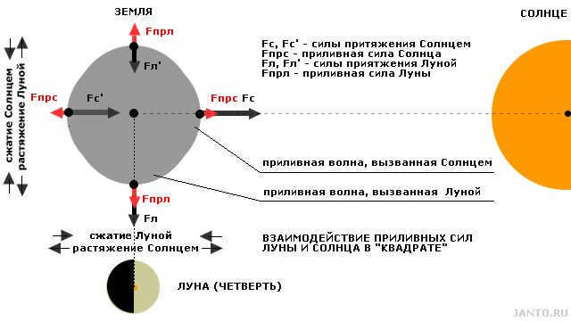 Joint influence of the gravitational fields of the Moon and the Sun on the Earth's body in "square" (the first and last quarter of the Moon)
