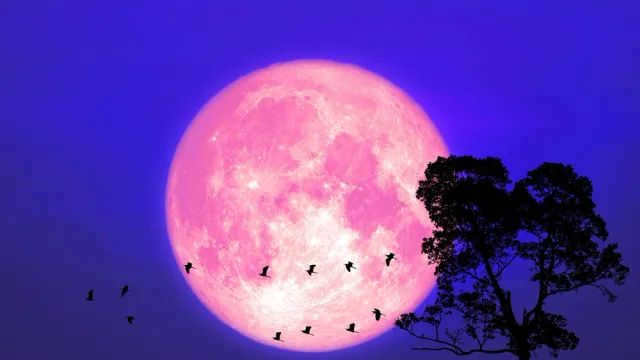 Photo: Darkfoxelixir/Shutterstock/Photodome
