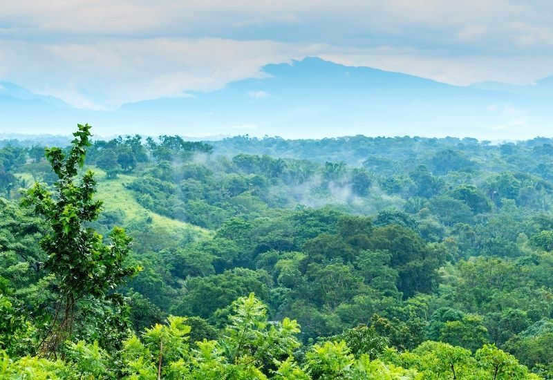 Philippine jungle
