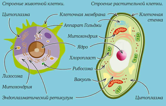 Animal and plant cell structure