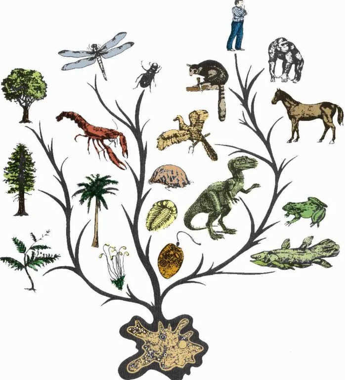 evolution of living organisms