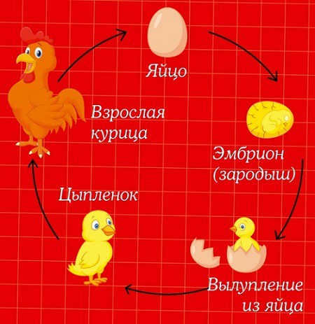 chicken and egg.