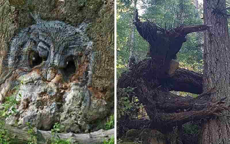 Read more about Article 25 unusual trees that look like something else